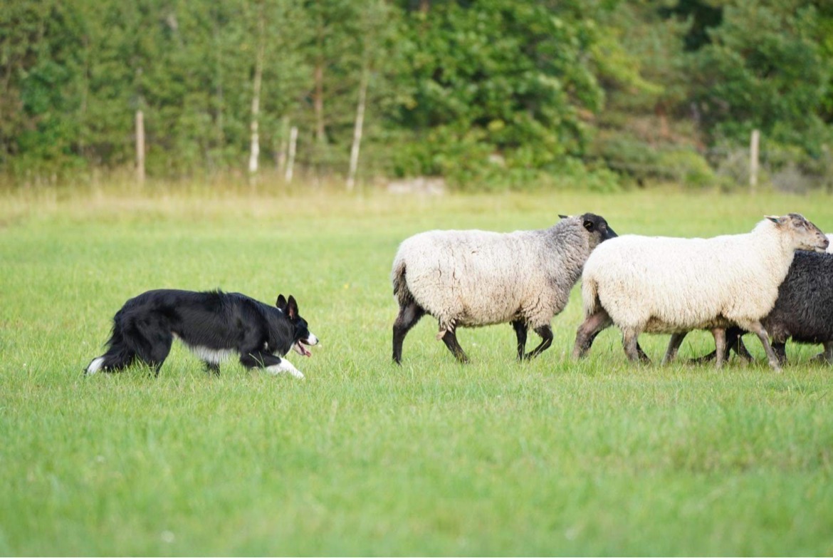 Dags för vallhundsträning!