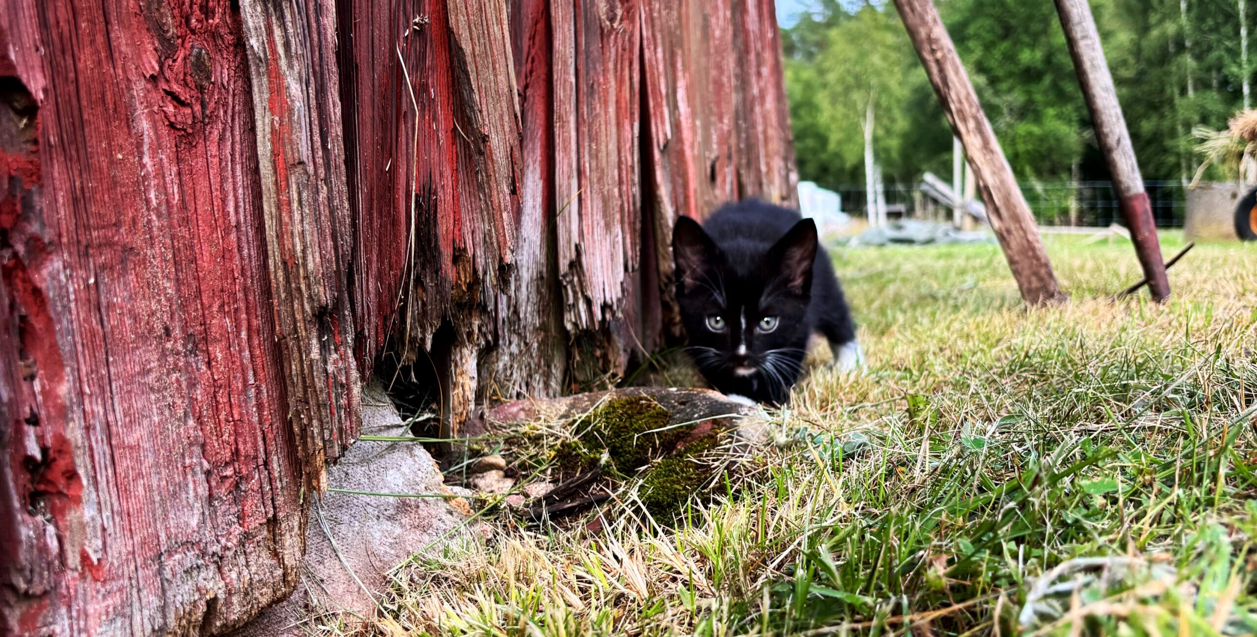 Denna härliga lilla Bondkatts kille finns att tinga.